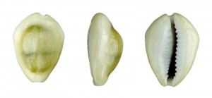 Cypraea moneta (26 mm) delle isole Batu, Indoneasia (da en.wikipedia.org) A